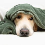 Vet's three easy tips to keep pets calm this Bonfire Night