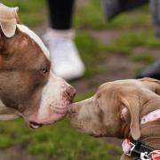 The government has announced key dates regarding the ban of the American XL Bully dog breed in England and Wales