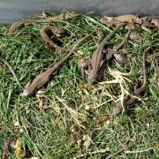 Captive bred juvenile sand lizards before release