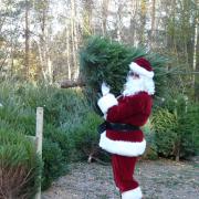 The Christmas tree shop is open at Moors Valley