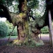 The Major Oak