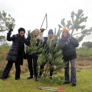 Members of the public enjoying Pull a Pine