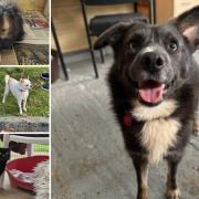 Could you give any of these Dorset pets a home?