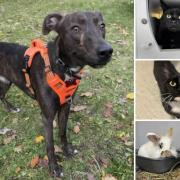 Could you give any of these Dorset pets a home?