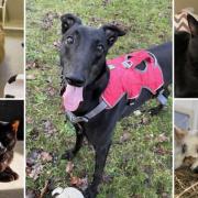 Can you give any of these Dorset pets a home?