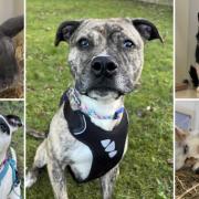 Can you give any of these Dorset pets a home?