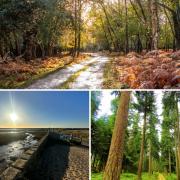 The New Forest had a few walks considered among the best in the UK