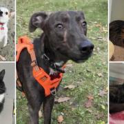 Could you give any of these Dorset pets a home?