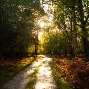 The New Forest was praised for its 