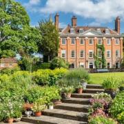 Slugs have eaten snowdrops (flowers) at Channel 4's Great British Bake Off filming location