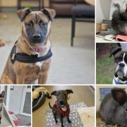 Can you give any of these Dorset RSPCA pets a home?