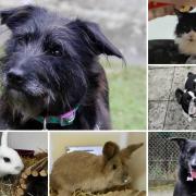 Can you give any of these Dorset RSPCA pets a home?