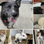 Can you give any of these Dorset RSPCA pets a home?