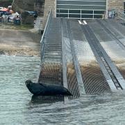 This is not the first time that Ron and more of his kind have been spotted around the coast.