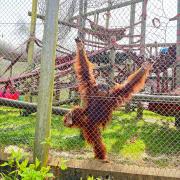 Monkey World in Wareham