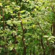 What do I do if find Japanese Knotweed? How you can get rid of it.