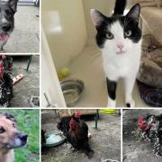 Can you give any of these Dorset RSPCA pets a home?