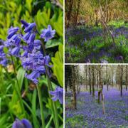 There are plenty of woodland spots in Dorset where you can see bluebells