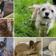 Can you give any of these Dorset RSPCA pets a home?