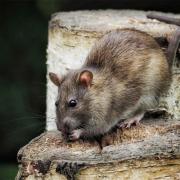 Rats will be attracted to bird food and any other food crumbs left around your house or garden so it's important to tidy up