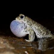 The Natterjack Toad, one of the UK’s rarest amphibians.