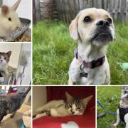 Can you give any of these Dorset RSPCA pets a home?