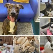 Can you give any of these Dorset RSPCA pets a home?