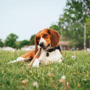 A dog with a stick