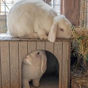 Pixie and Bo at Church Knowle Rescue Centre.