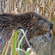 The damn-making mammal has been found to be living on the River Stour in Dorset in the latest sign of a comeback, as Dorset Wildlife Trust have confirmed that a recently planted tree had been felled by a beaver.