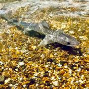 Donna Bailey was walking along Highcliffe beach when she came across a smoothound shark swimming in shallow waters.