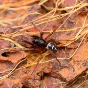 Check the map to see every sighting of the false widow spider in the UK.