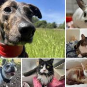 Can you help find these Dorset RSPCA pets a home?