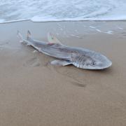 Chrisitan Blanch was swimming at Alum Chine in preparation for multiple marathons yesterday morning (July 4).