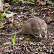 When the temperature outside plummets, rodents seek shelter from the cold and it’s common them to take refuge in vehicles