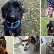 Can you help find these Dorset RSPCA pets a home?