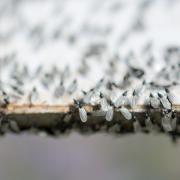 You might spot flying ants in your garden or home this summer - here's how you can prevent them getting inside