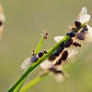 Flying ants emerge in swarms during a warm period of the summer in the UK