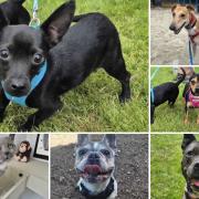 Can you help find these Dorset RSPCA pets a home?