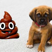 New data has revealed that there were 451 complaints of dog poo in public areas since 2023.