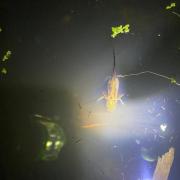 Anonymous photo of Great Crested Newt