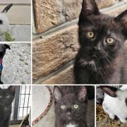 Can you help find these Dorset RSPCA pets a home?