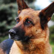 Stock photo of a German shepherd dog.