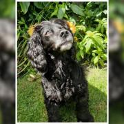 Bessie, a 14 year old cocker spaniel.