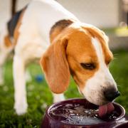 Communal water bowls for dogs are commonly found in locations across the country including in beer gardens, parks and outside cafes.