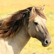 Stock image of a horse.