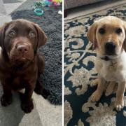 Robin (left) is a Labrador, and Vesper (right) is a Labrador cross golden retriever.