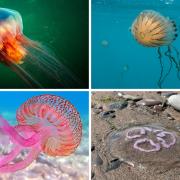 While there aren't any jellyfish in UK waters that are as dangerous as the box jellyfish, which is found in Australia, there are some that can give you a nasty sting.