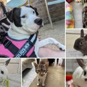 Can you help find these Dorset RSPCA pets a home?