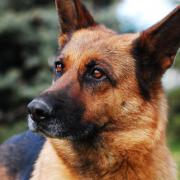 Stock image of a dog.